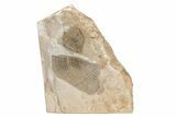 Giant Ammonite Aptychus Fossil in Rock - Smoky Hill Chalk #208260-1